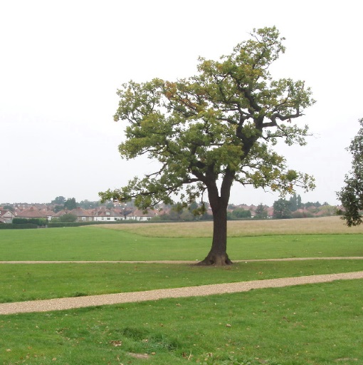 A rather nice oak don't you think?